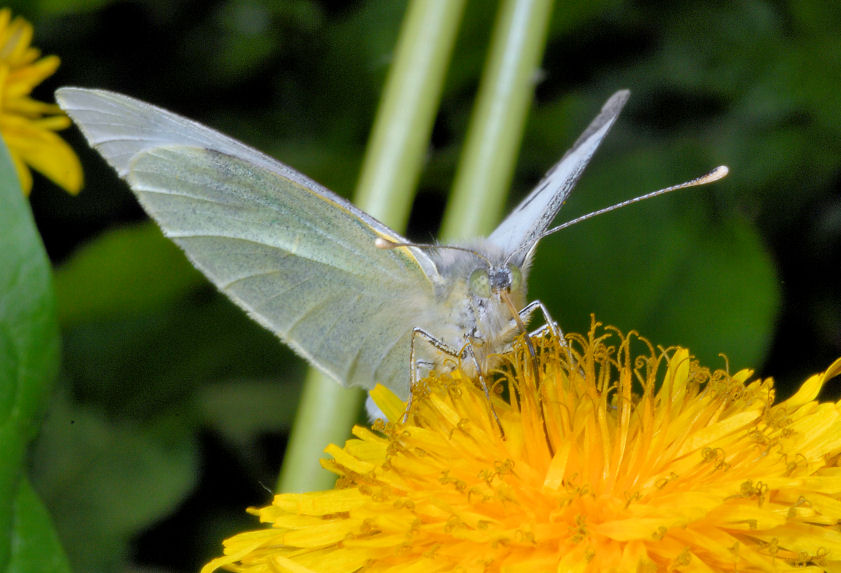 Pieris rapae show e sirfidi svolazzanti